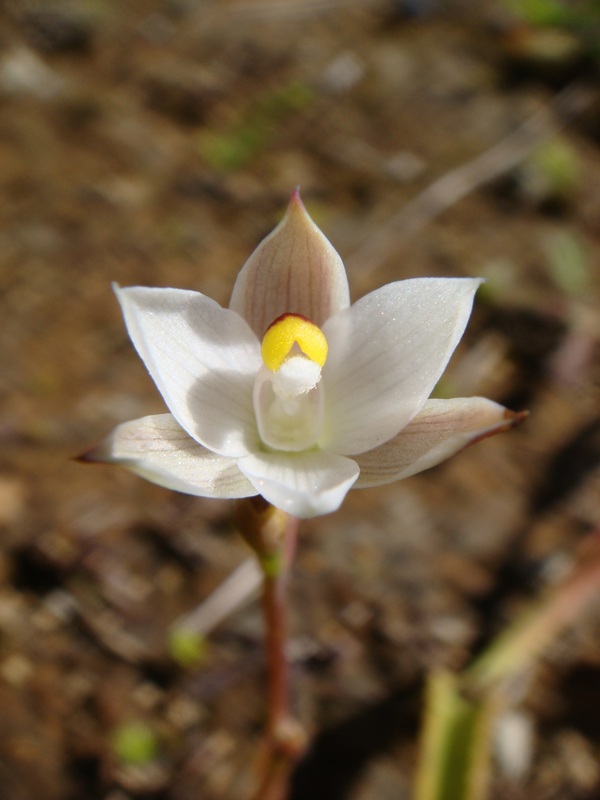 close up view of NZ sun orchid