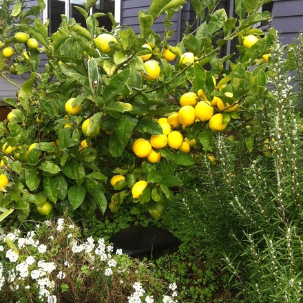 masses of ripening fruit on lemon tree